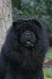 CHOW CHOW 802
